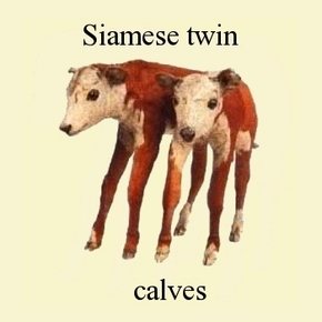 siamese-twin-calves