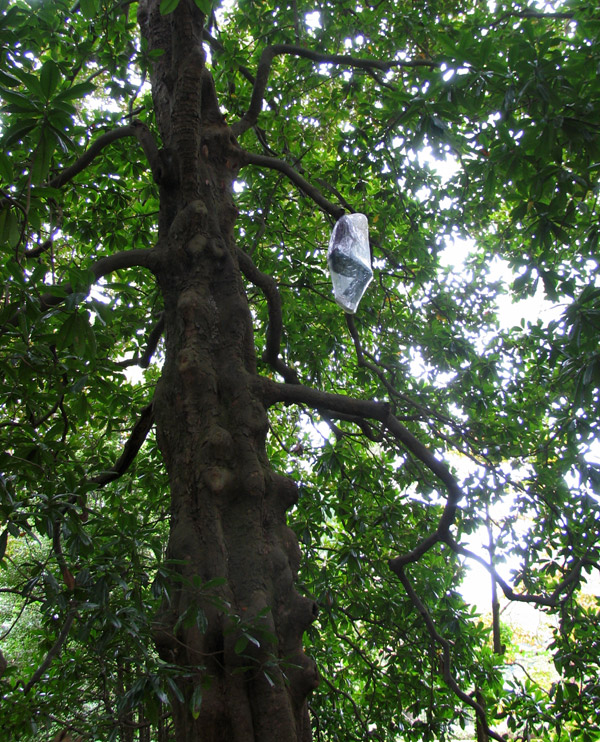 Mark Jenkins tree